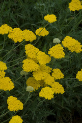 Achillea - Achillee © HVPM dev