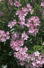 Nerium Oleander - Laurier Rose