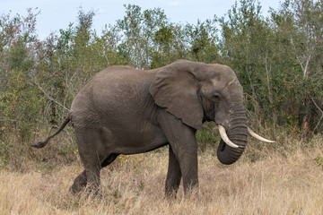Fototapeta na wymiar Elefant 53