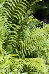 Polystichum Polyblepharum - Fougere © HVPM dev