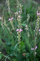 Pink flowers sainfoin