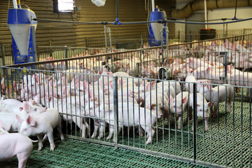 Industrial pig farm for breeding little hogs