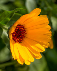 yellow flower in partial shadow