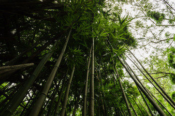 Fototapeta na wymiar bamboo trees going up to the sky in Hawaii, US