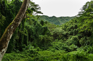 Low hill among trees in Hawaii