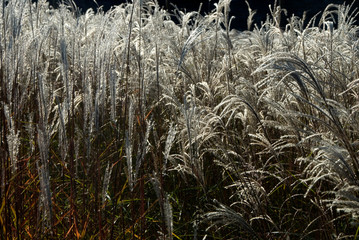 Miscanthus Sinensis Adagio