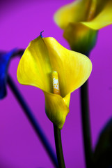 Zantedeschia - Arum