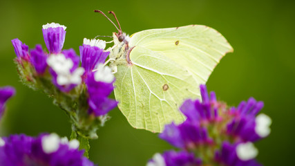 Butterfly feeding nectar from flowers.