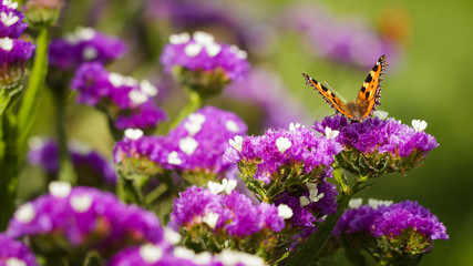 Butterfly feeding nectar from flowers.
