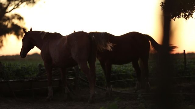 horses on a farm pasture