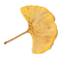 Naklejka premium yellow leaf of ginkgo biloba