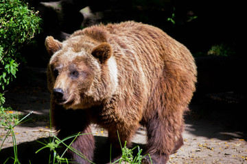 bear in zoo in Argentina