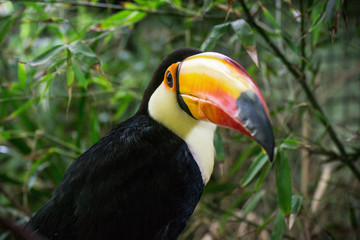 toucan close up in zoo