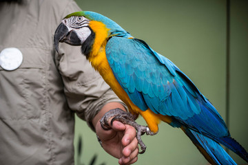 parrot in the zoo in Argentina