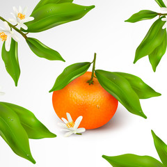 Fruit or floral pattern. Citrus fruit mandarin or tangerine on branch with green leaves with water drops and white blossoming flower isolated on a white background. Realistic Vector Illustration