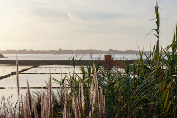 Salines