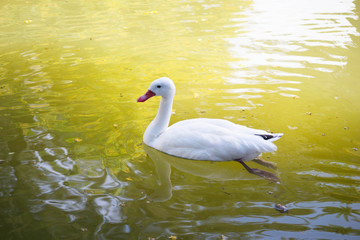 duck swims in the lake