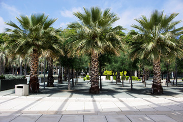 Fototapeta na wymiar Palms are on the street in city of Malaga Spain