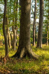 Obraz premium Eye Catching Tree in South Carolina Woodland
