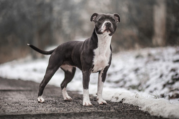 The Stafford Terrier