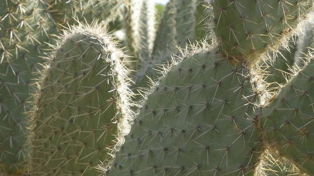 Sunlit cactus. Botanical gardens in Palermo, Sicily, Italy.