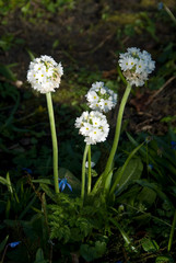 Primula Denticulata - Primevere