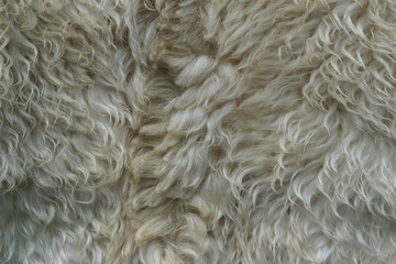 White sheep fur. Dirty unkempt wool. Strands fur. Skin for caps.