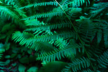 Fototapeta na wymiar Green fern in the forest. Thickets of plants in summer.