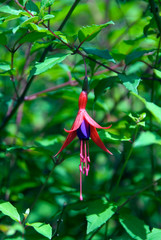 Fuchsia
