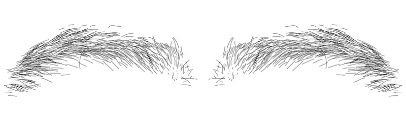 Vector ilustration of black eyebrow in transparent of white background