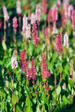 Persicaria Affinis Kabouter