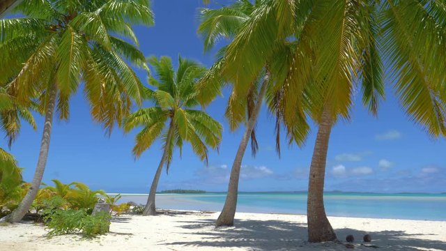 Lush coconut tree branches rustle in the breeze blowing across the scenic paradise island coast in the Pacific. Stunning view of the picturesque tropical white sand beach and the crystal clear sea.
