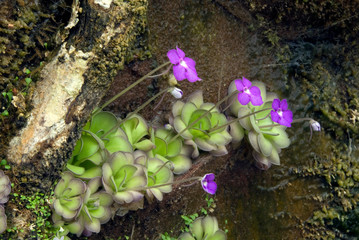 Pinguicula Cyclosecta