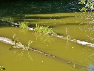Baumstämme im See