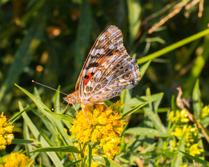 close up of painted lady butterfly feeding on yellow flower