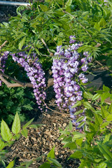 Wisteria Floribunda Black Dragon