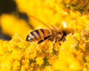 honey bee collecting nectar in yellow flower