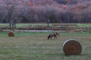Wild elk herd in Boxley, Arkansas