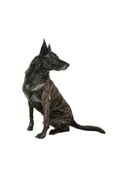 Portrait of an Brindle Dutch shepherd in a studio isolated on white background