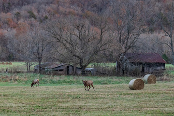 Obraz na płótnie Canvas Wild Elk Herd in Boxley, Arkansas