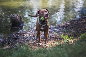 Dog
