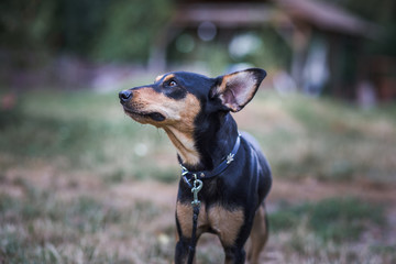 Dog