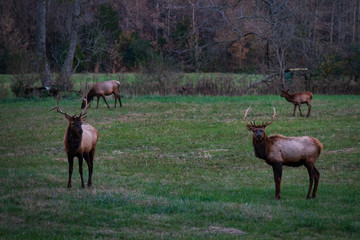 Wild Elk Herd in Boxley, Arkansas