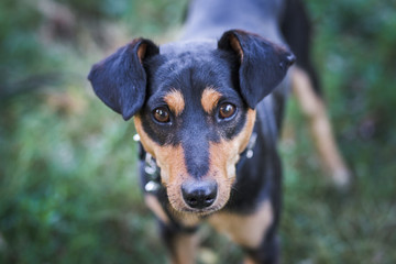 Dog