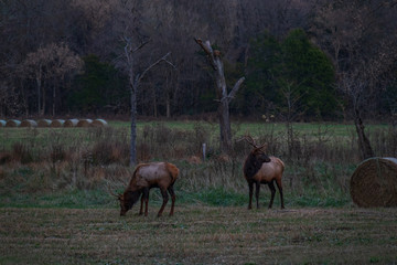 Naklejka na ściany i meble Wild Elk Herd in Boxley, Arkansas