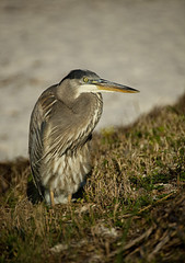Greeen Heron