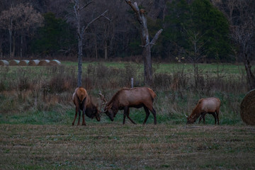 Naklejka na ściany i meble Wild elk herd in Boxley, Arkansas
