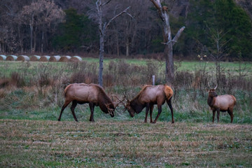 Obraz na płótnie Canvas Wild Elk Herd in Boxley, Arkansas