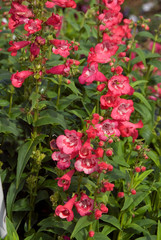 Penstemon Phoenix Pink