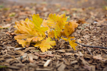 autumn leaves on the ground